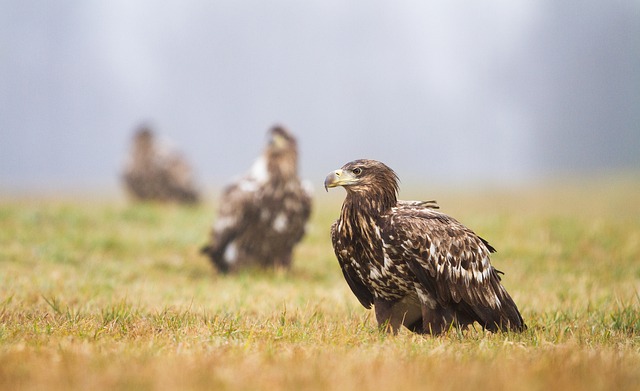 老鹰 鸟类 野生动物 - 上的免费照片