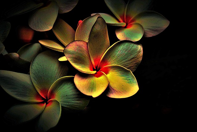 开花 有色 抽象的 - 上的免费照片