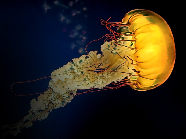 海蜇 触手 水族馆 - 上的免费图片