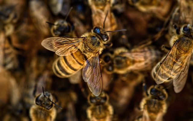 蜜蜂 翅膀 昆虫 - 上的免费照片