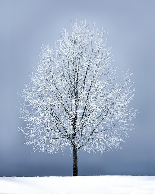 冬天 树 雪 - 上的免费照片