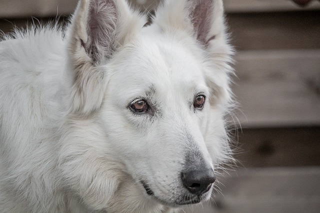 狗 牧羊犬 牧羊人 - 上的免费照片