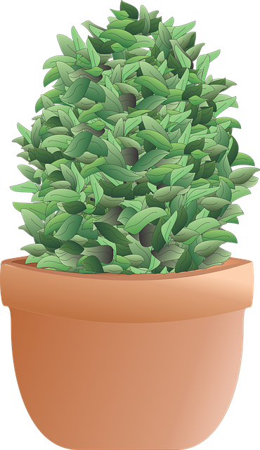 灌木 衬套 植物 - 上的免费图片