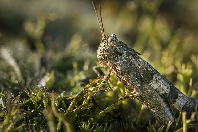 Grashopper 昆虫 蚱蜢 - 上的免费照片