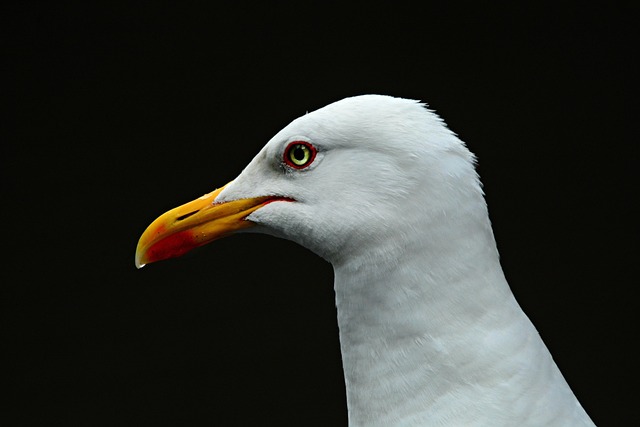 海鸥 海鸟 动物 - 上的免费照片