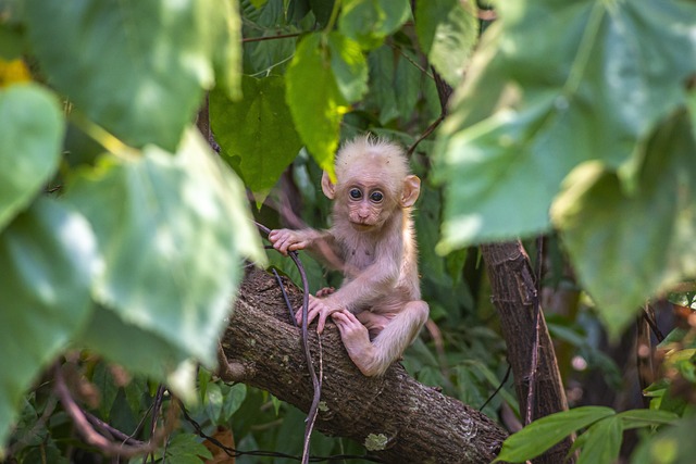 猴宝宝 动物 树 - 上的免费照片