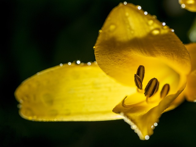 自然 花朵 植物 - 上的免费照片