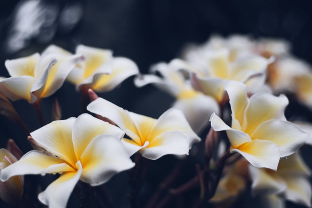 姜黄色百合花 花朵 花瓣 - 上的免费照片