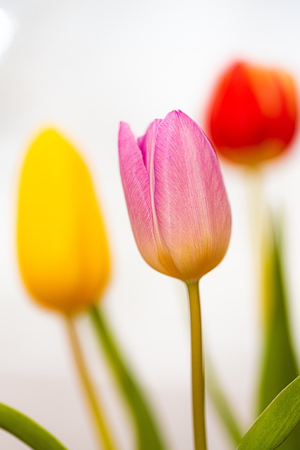 郁金香 花朵 花瓣 - 上的免费照片