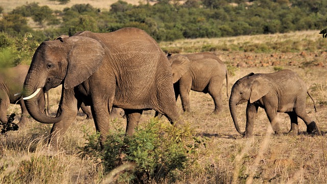 放牧 大象 母亲 - 上的免费照片