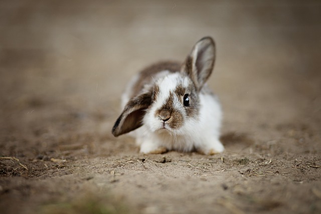 兔子 耳朵 复活节 - 上的免费照片