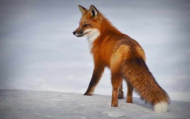 狐狸 动物 哺乳动物 - 上的免费照片