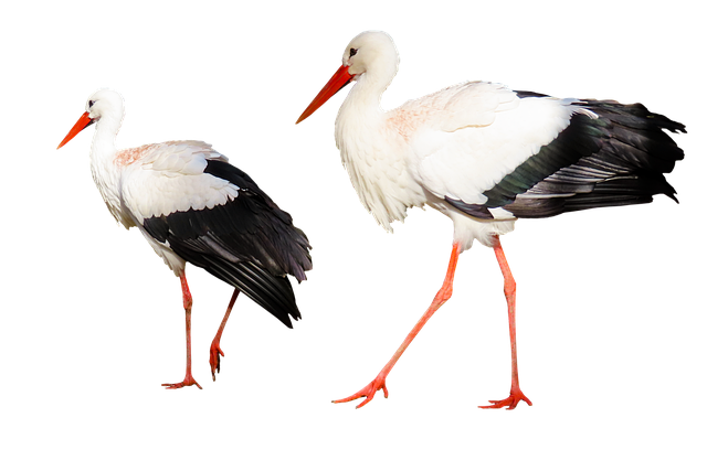 野生动物 鸟 鹳 - 上的免费图片