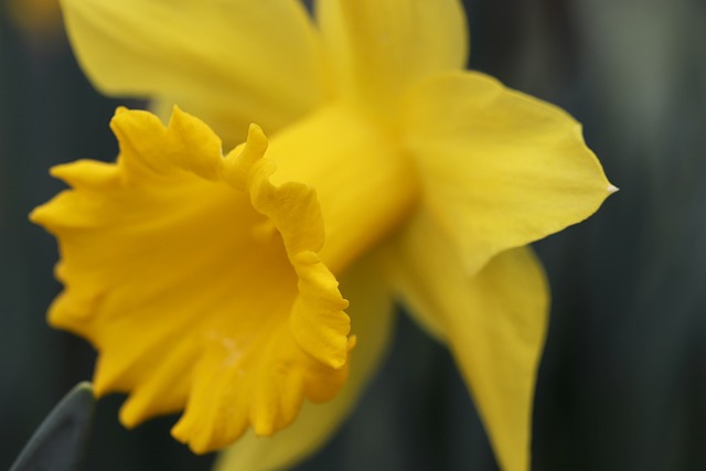水仙花 复活节钟声 花萼 - 上的免费照片
