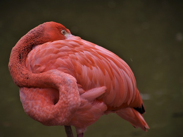 火烈鸟 鸟 粉色的 - 上的免费照片
