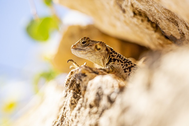 岩石 蜥蜴 爬行动物 - 上的免费照片