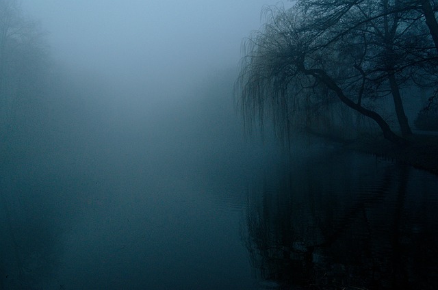 雾 黑暗 性质 - 上的免费照片