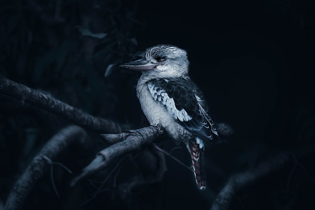Kookabura 翠鸟 鸟 - 上的免费照片