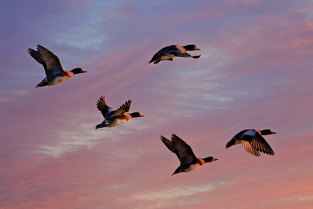 欧亚 Wigeon 鸭 水鸟 - 上的免费照片