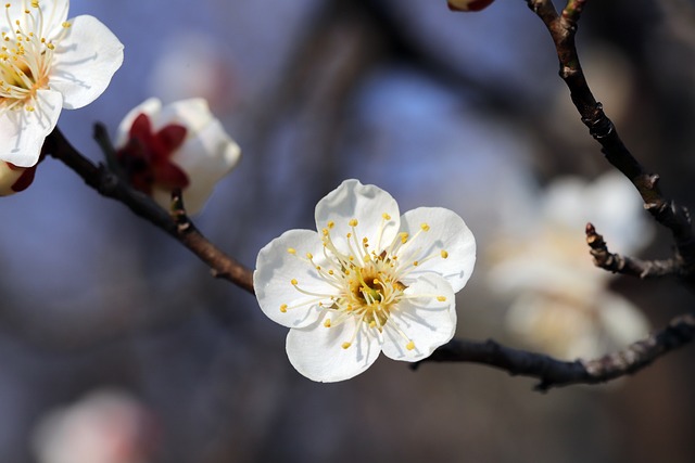 花朵 春天的花朵 李子 - 上的免费照片