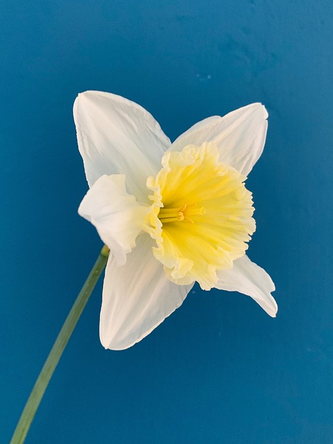 水仙花 花卉 春天 - 上的免费照片