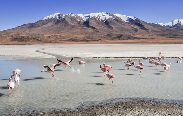 火烈鸟 景观 玻利维亚 - 上的免费照片