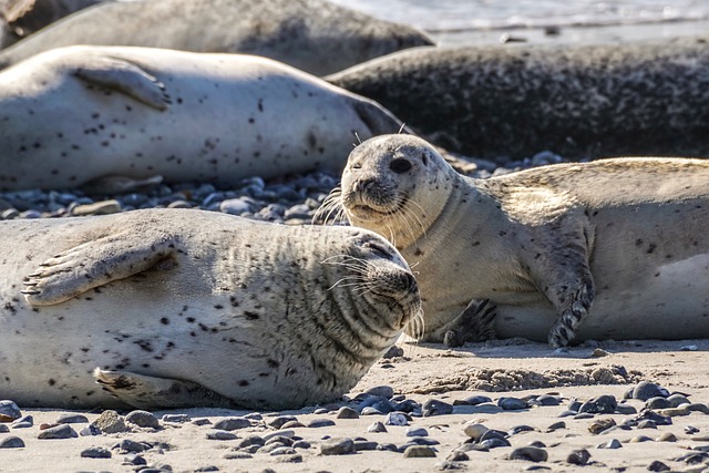 海豹 动物 日光浴 - 上的免费照片