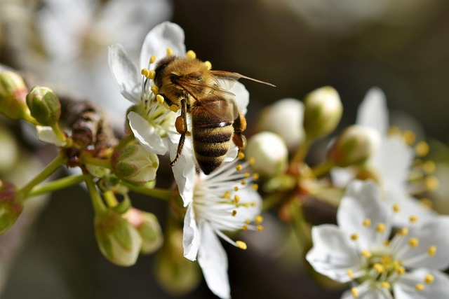 蜜蜂 昆虫 花粉 - 上的免费照片