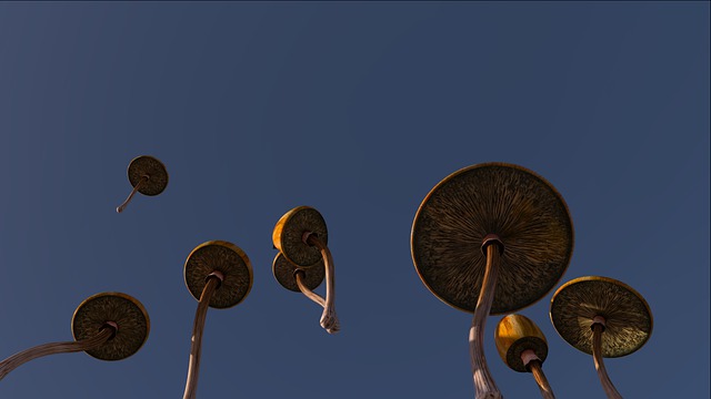 蘑菇 Psilocybe 迷幻的 - 上的免费图片