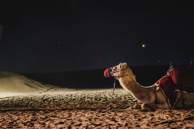 骆驼 银河系 迪拜 - 上的免费照片