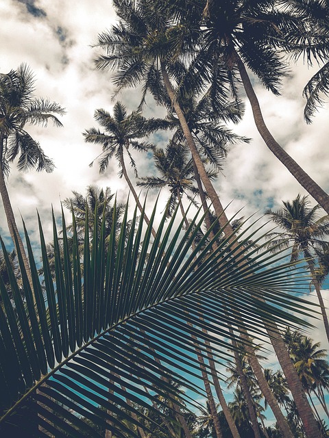 椰子树 鳍 天空 - 上的免费照片