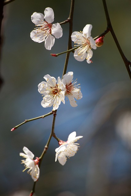 梅花 春天的花朵 春天 - 上的免费照片
