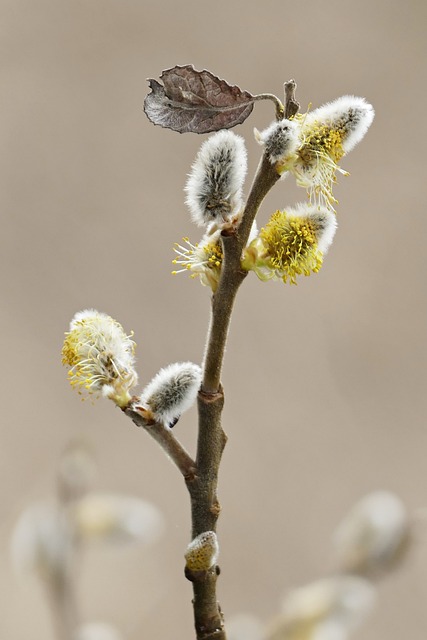 柳柳絮 枝杈 春天 - 上的免费照片