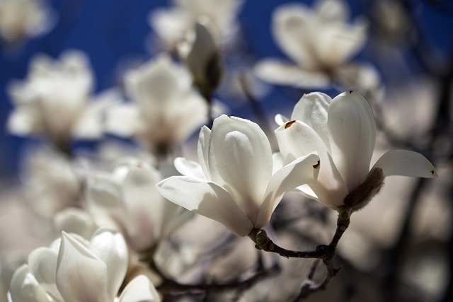玉兰 花朵 白色的 - 上的免费照片