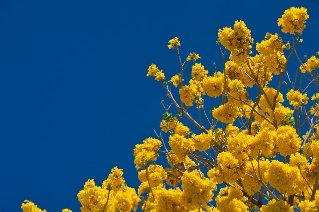 哥斯达黎加 黄色的花 天空 - 上的免费照片