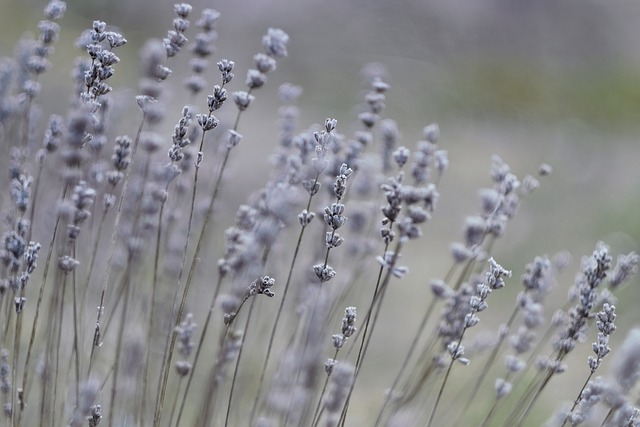 薰衣草 自然 植物 - 上的免费照片