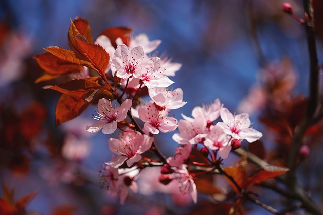 樱花 粉色的 白色的 - 上的免费照片