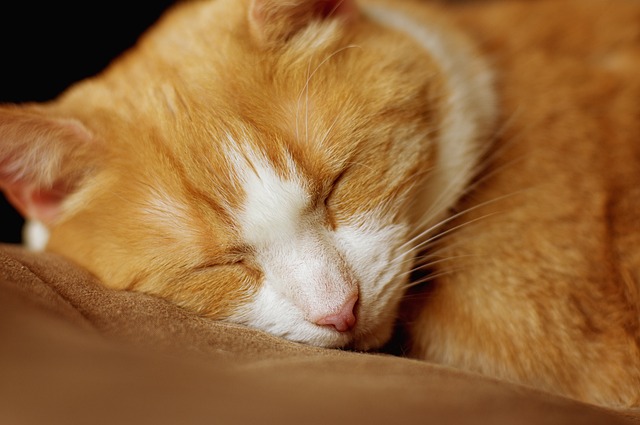 猫 睡觉 红色白色 - 上的免费照片