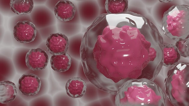 干 细胞 胚胎 - 上的免费图片