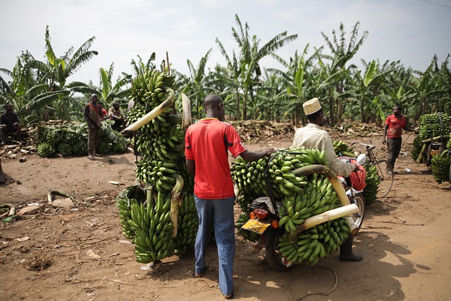 乌干达 运输 香蕉 - 上的免费照片