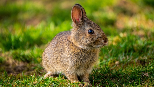 兔子 春天 小兔子 - 上的免费照片