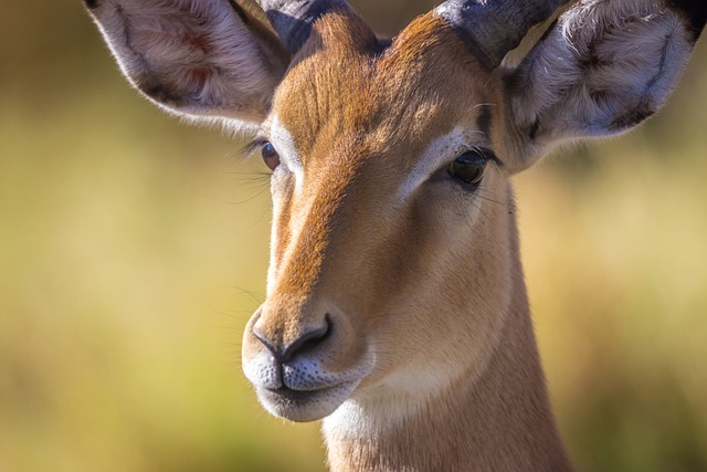 苹果浏览器 羚羊 博茨瓦纳 - 上的免费照片