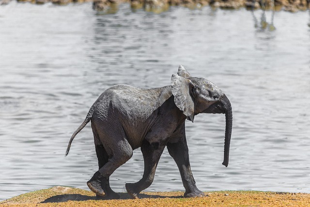 大象 纳米比亚 婴儿 - 上的免费照片