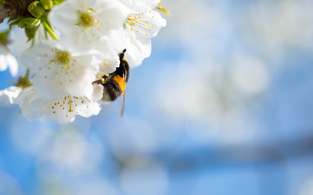 樱花 熊蜂 樱桃 - 上的免费照片