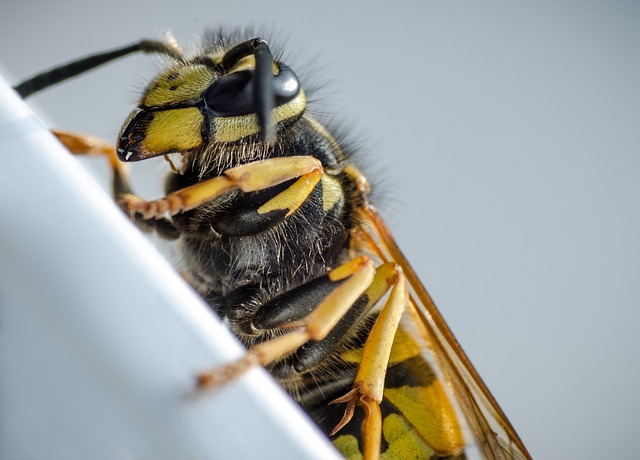 黄蜂 宏 昆虫 - 上的免费照片