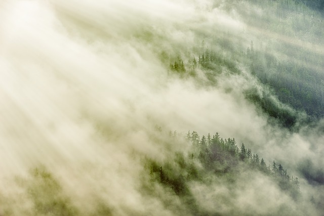 森林 多雾路段 闪耀 - 上的免费照片