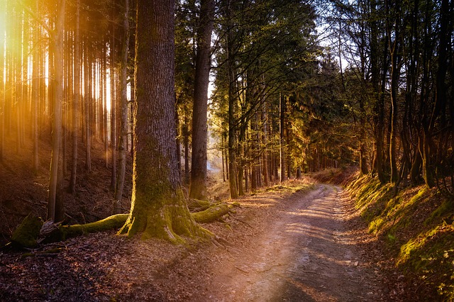 森林 太阳 温暖的 - 上的免费照片