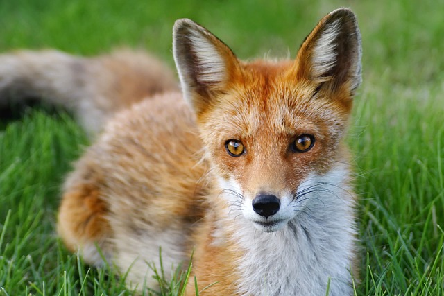 狐狸 自然 动物 - 上的免费照片