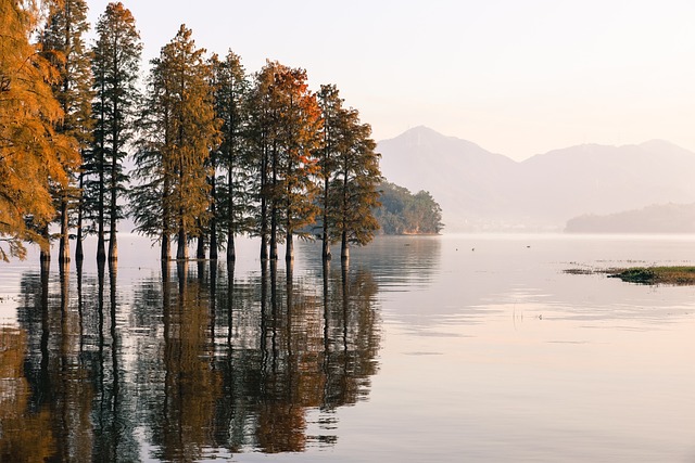 湖 森林 自然 - 上的免费照片