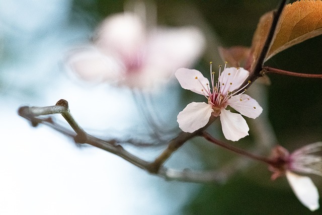樱花 花 开花 - 上的免费照片